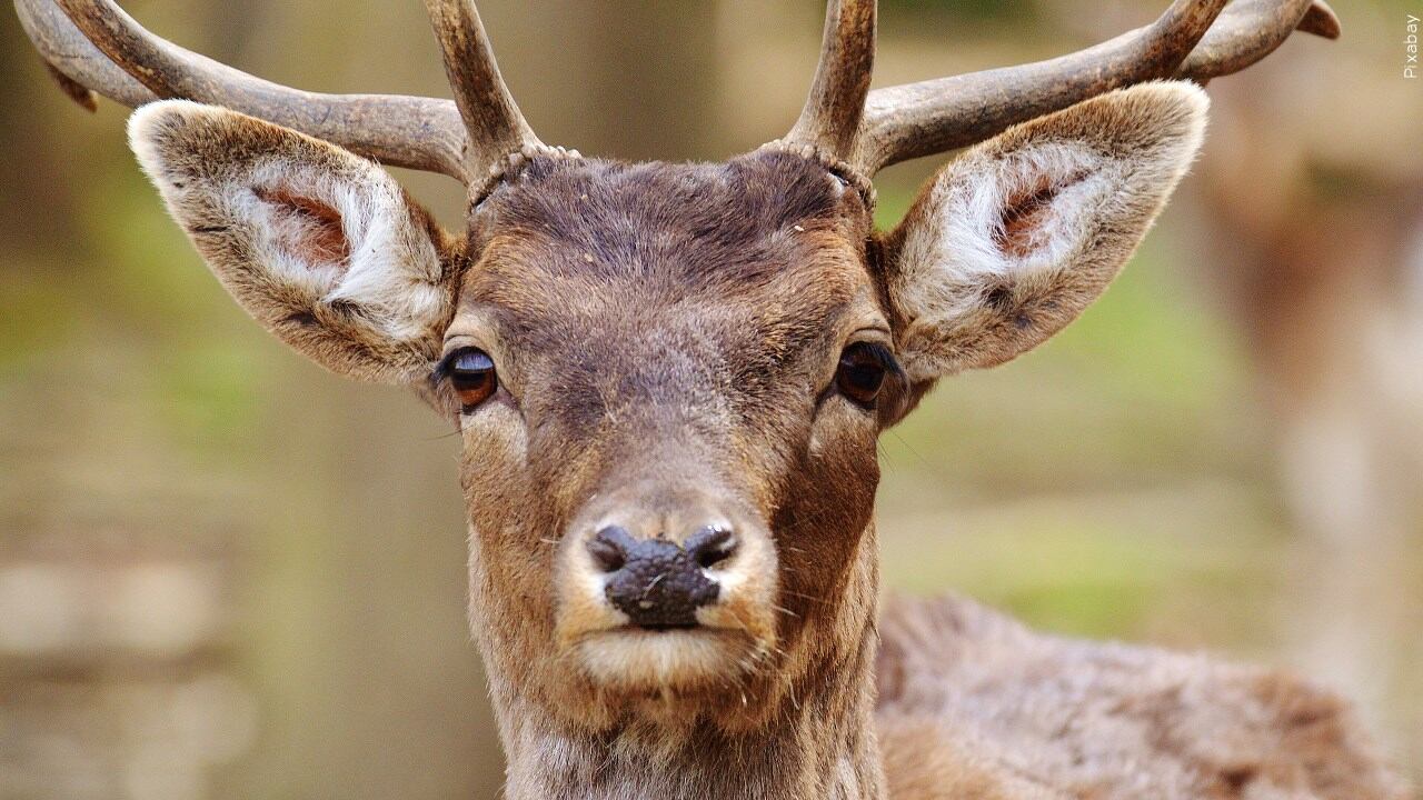 SIU researchers test technology to measure deer population density