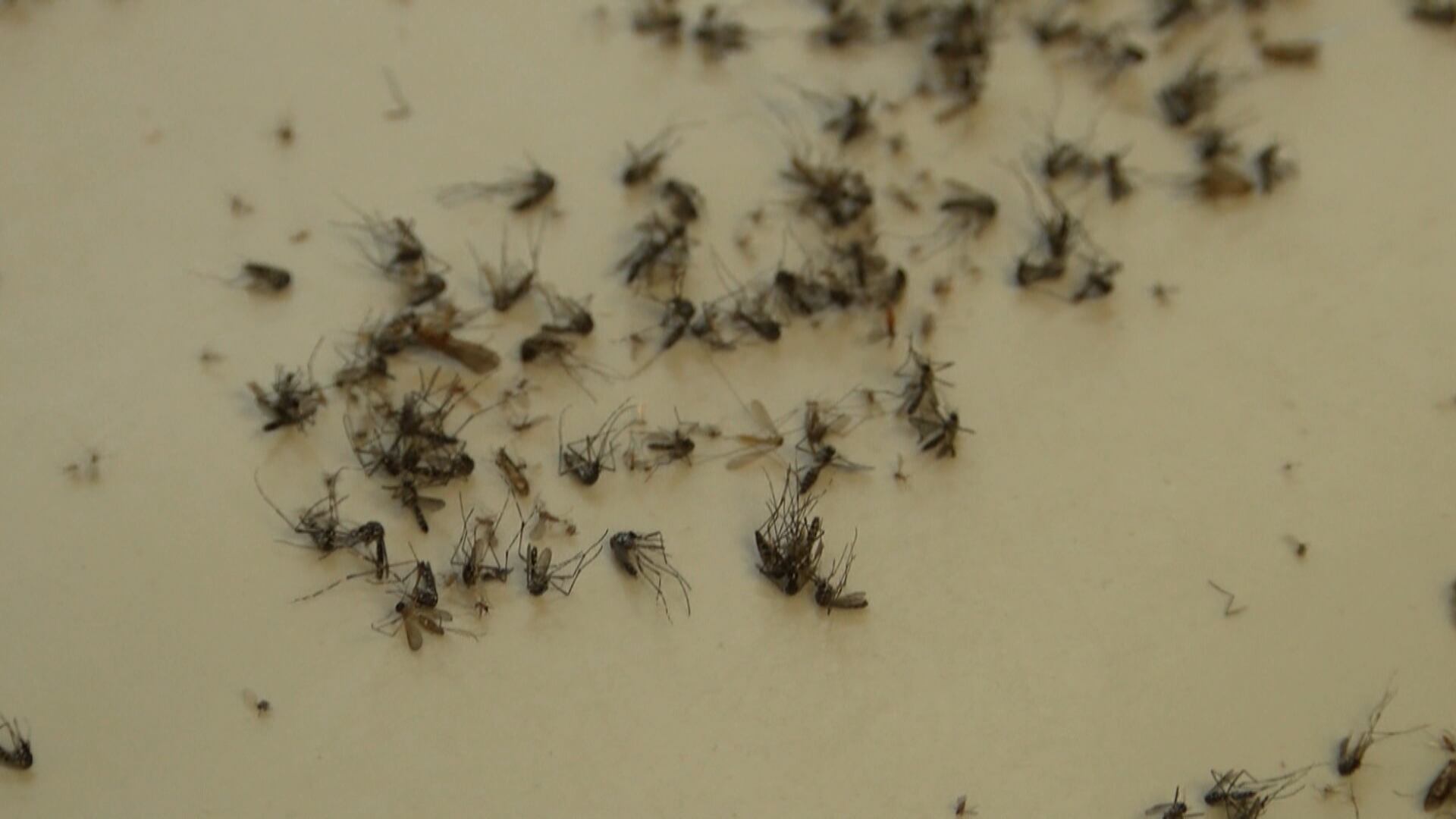 Rock County reports first human West Nile virus case of the year