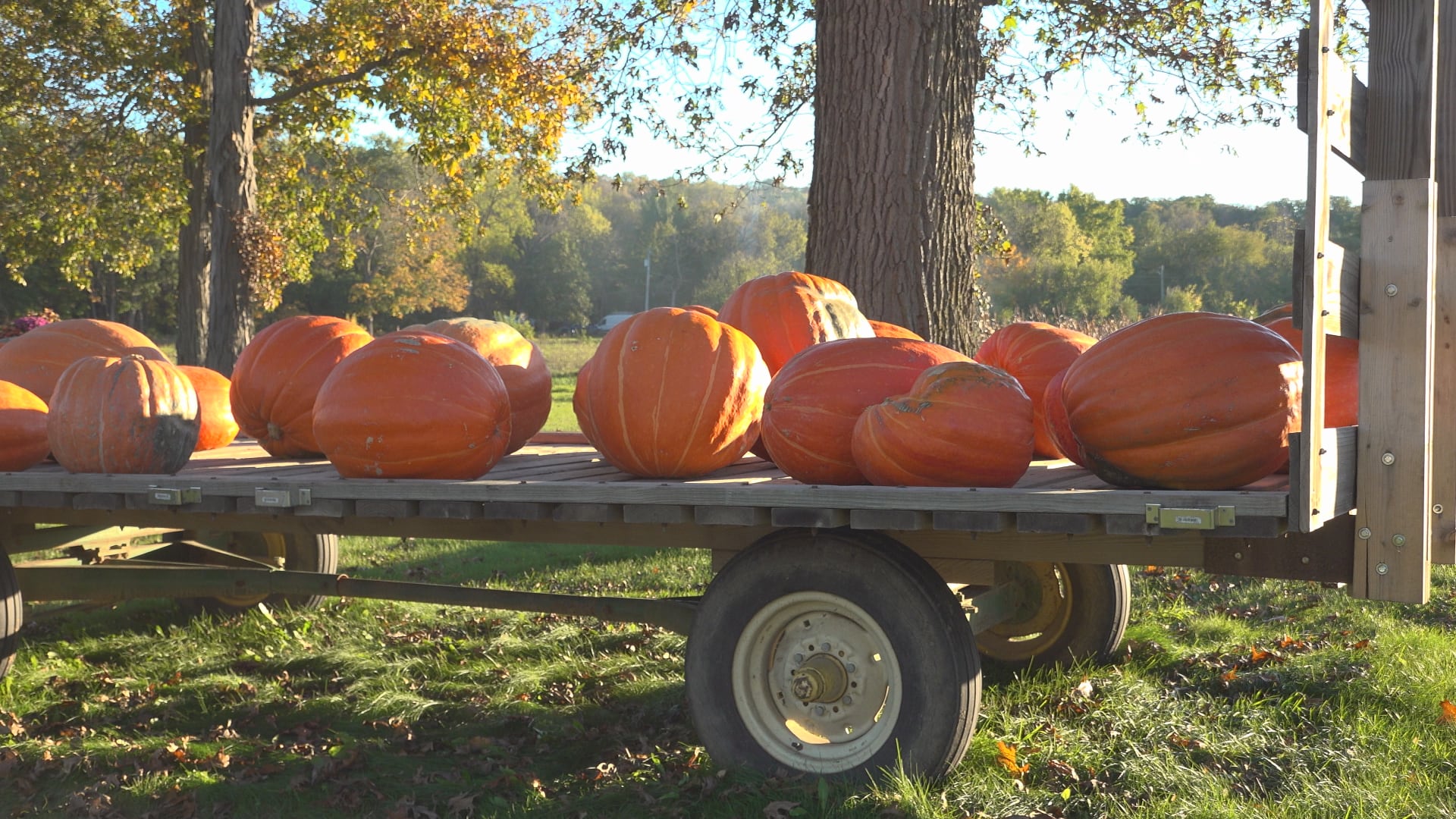 Rockford farmers see strong pumpkin harvests despite challenges