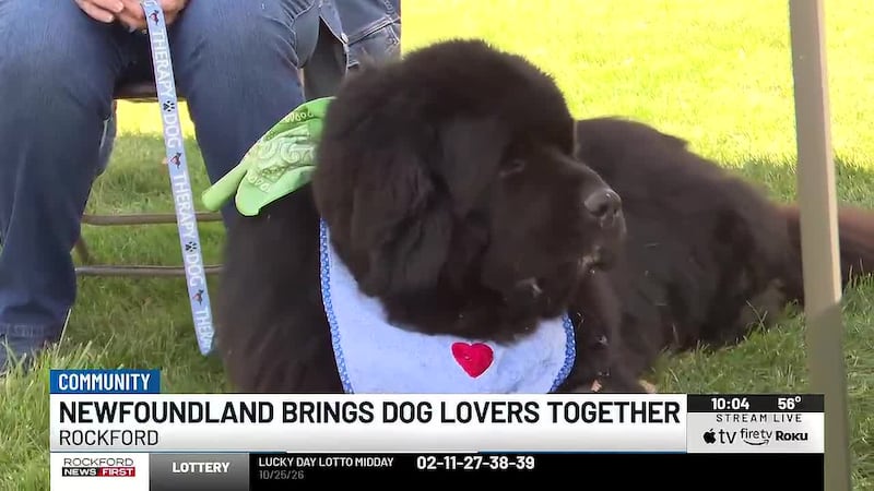 Event in Rockford celebrates Newfoundland dog breed