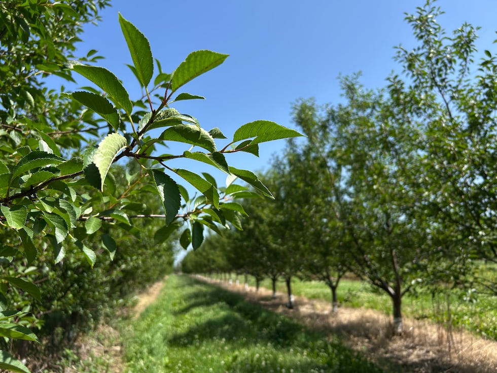 Tree Problem Plus Solution Cherry Valley orchard feels climate change sours sweet crop