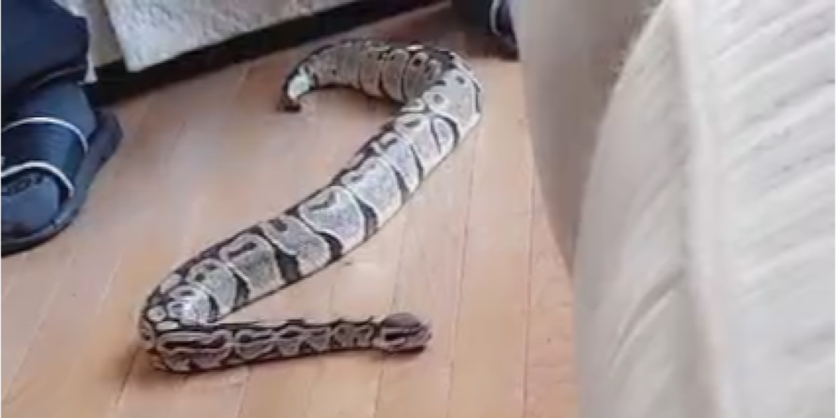 Edgewater Neighborhood residents search for missing pet python