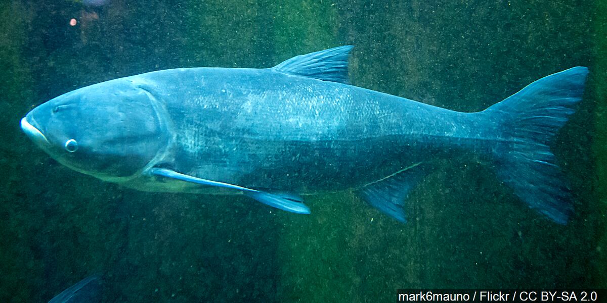 Invasive Asian Carp fish now called ‘Copi’, state officials say
