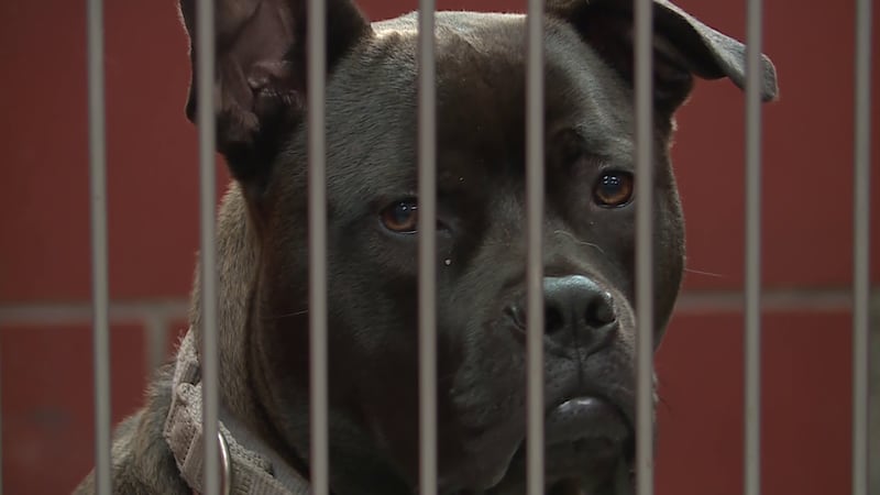 FILE - A dog in a kennel at Noah's Ark Animal Sanctuary in Rockford, Illinois.
