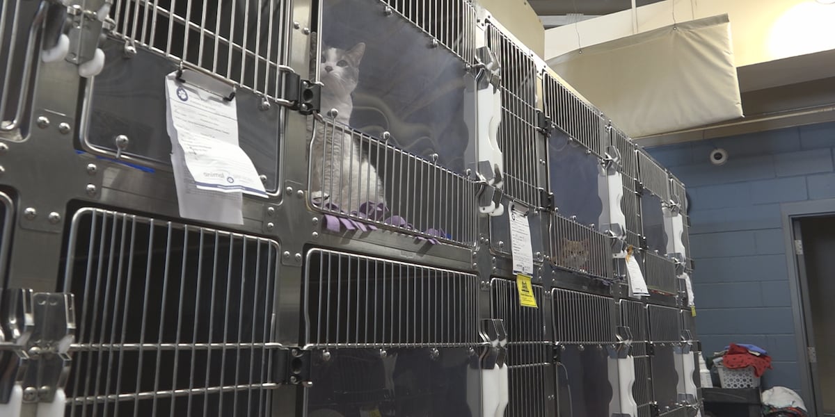 Stateline organizations advocate against gifting pets for holidays - WIFR