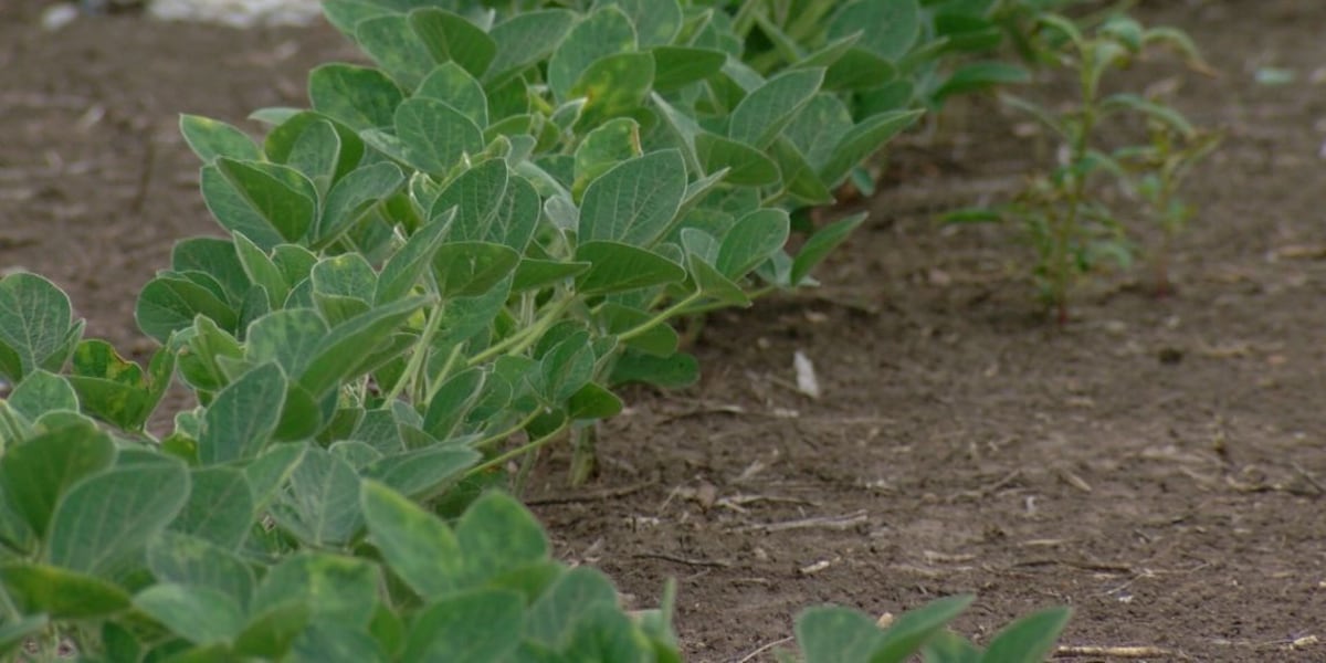Illinois’ soil conservation funding stagnates amid recent high-profile dust storms