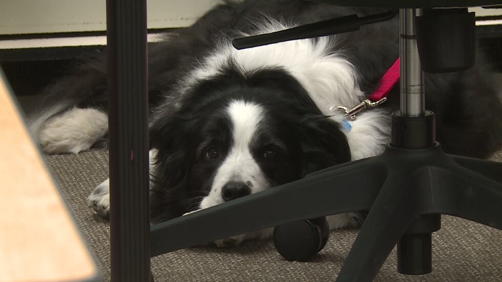 OSF HealthCare honors Animal-Assisted Therapy dogs, volunteers
