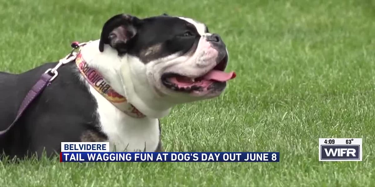 Tail-wagging Fun: A Local’s Guide To Borer's Falls Dog Park