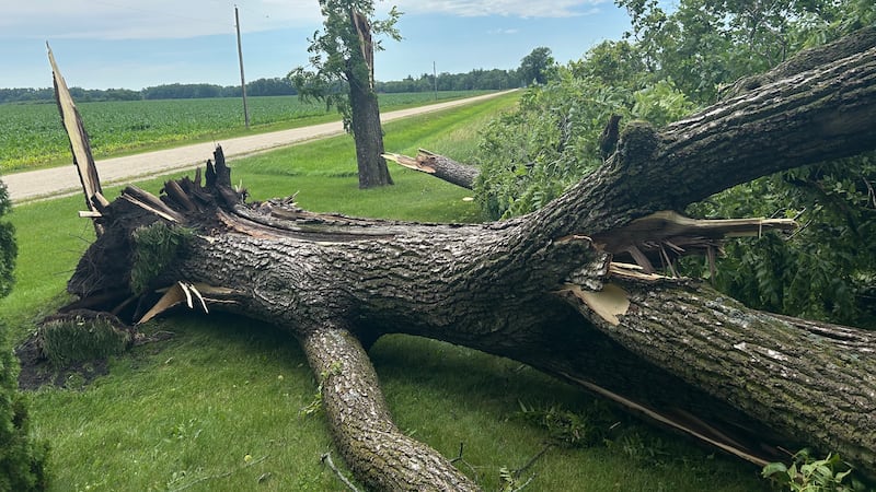 Storm knocks down power lines, tree in Rockton