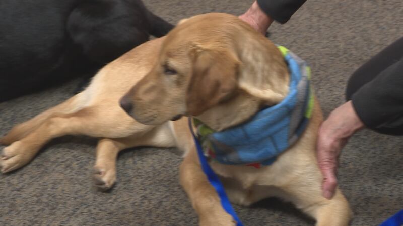 Lab Rescued Dogs Rescued Labrador Retrievers search for new home