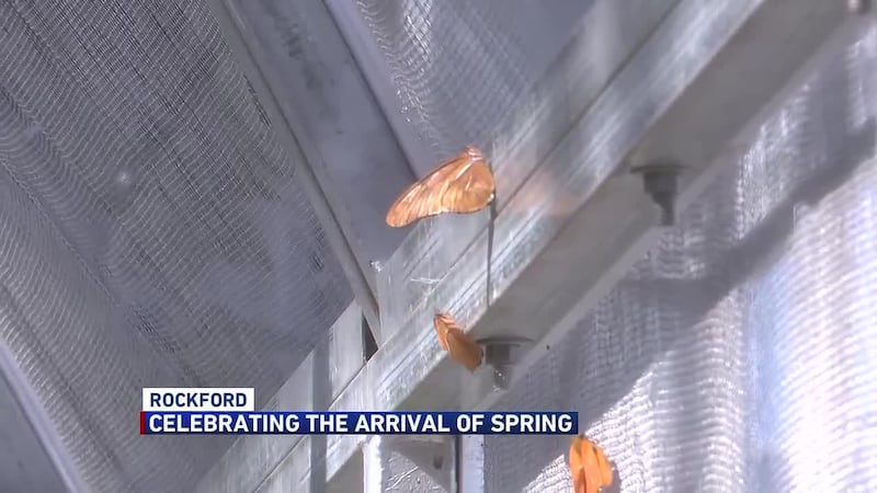 The Nicholas Conservatory and Gardens unveils an cowl on Saturday to celebrate the arrival...